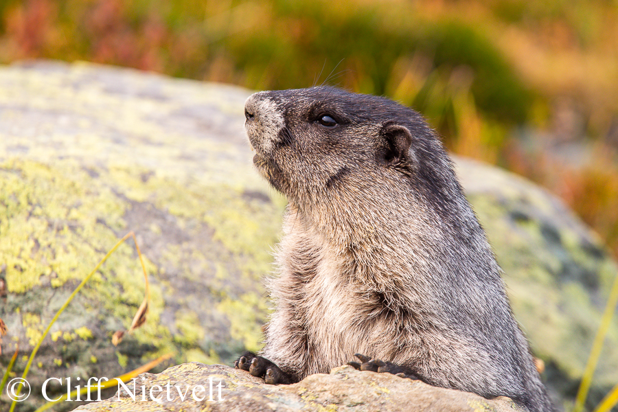 Hoary Marmot Out of Den, REF: SMAMA019