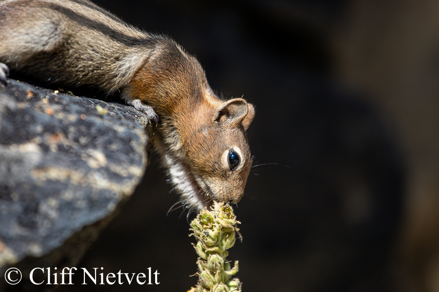 Golden-Mantled Ground Squirrel Feeding, REF: SMAMA023
