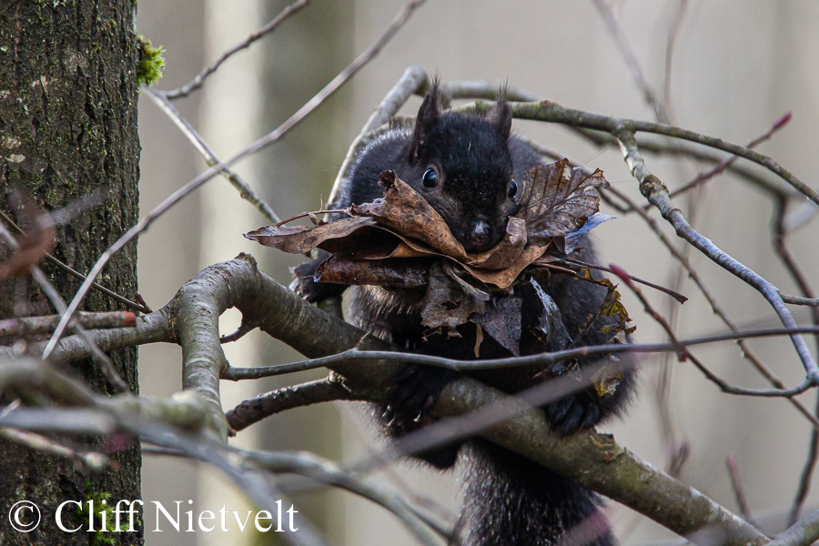 Black-Phase Grey Squirrel and Leaves, REF: SMAMA026