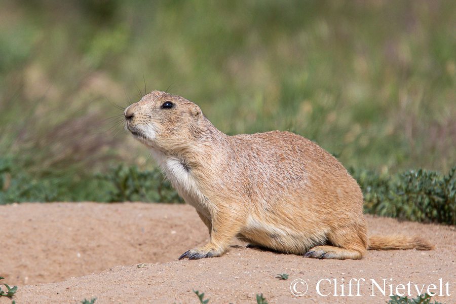 Black-Tailed Prairie Dog Outside the Den, REF: SMAMA029