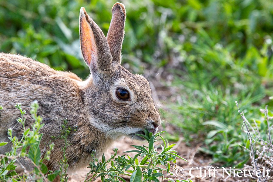 An Eastern Cottontail Feeding, REF: SMAMA031