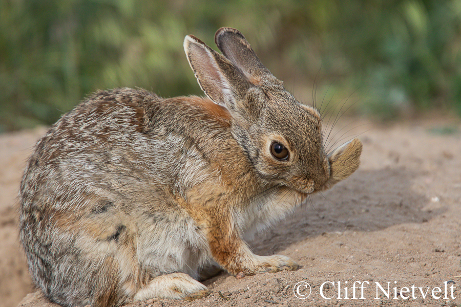 An Eastern Cottontail Grooming, REF: SMAMA032