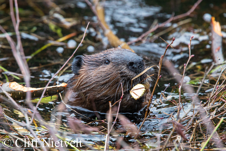 A Beaver Feeding, REF: SMAMA039