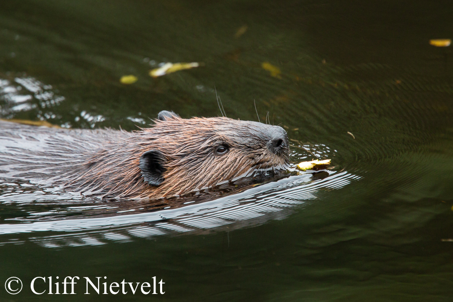 A Beaver Swimming, REF: SMAMA042