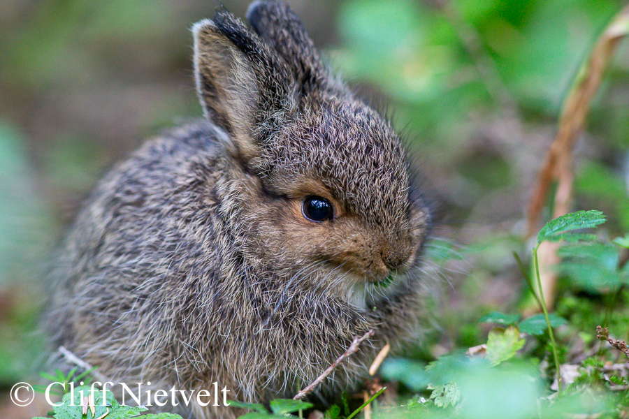 A Bby Snowshoe Hare, REF: SMAMA044