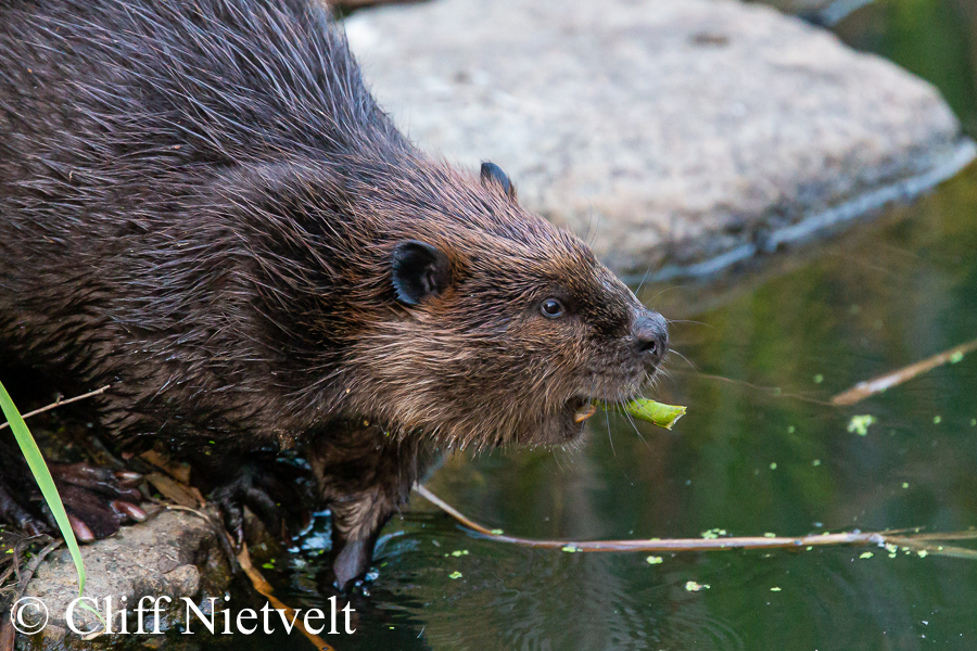 A Beaver Eating, SMAMA047