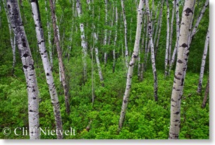 Aspen forest