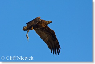 Juvenile bald eagle with remains of a salmon.