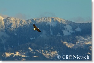 Mature bald eagle