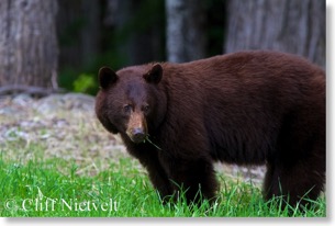Black Bear Feeding, Whistler, BC