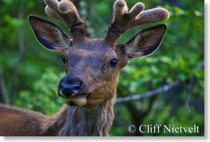 Bull elk