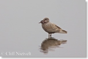 Glaucous-winged gull & starfish