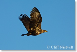 Juvenile bald eagle in flight