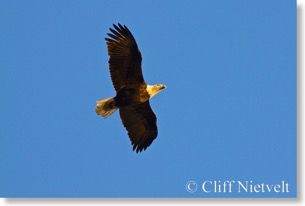 Mature bald eagle in flight