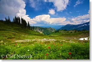 Alpine meadow