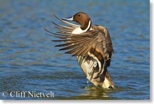 Northern Pintail Stretching