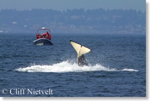 Orca breaching II