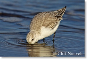 Sanderling foraging