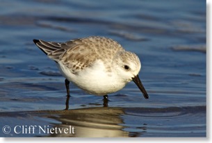 Sanderling searching for food