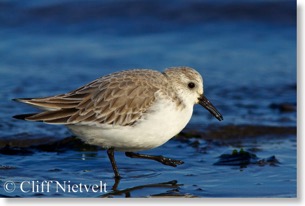 Sanderling walking along shore