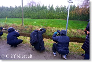 Short-earred owl & photographers