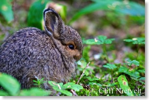 Young Snowshoe Hare