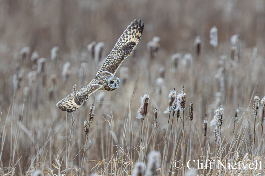 Shorted-Eared Owl in Flight