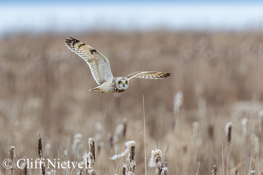 Shorted-Eared Owl Showing Underside