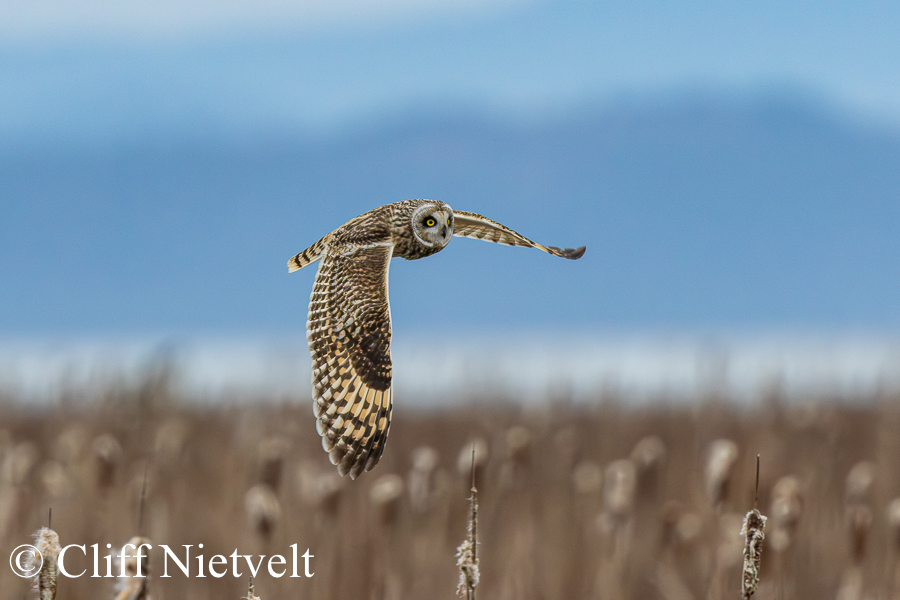 Showing Massive Wingspan