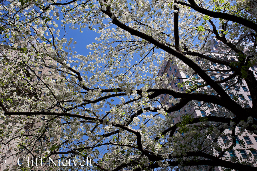 Cherry Blossoms