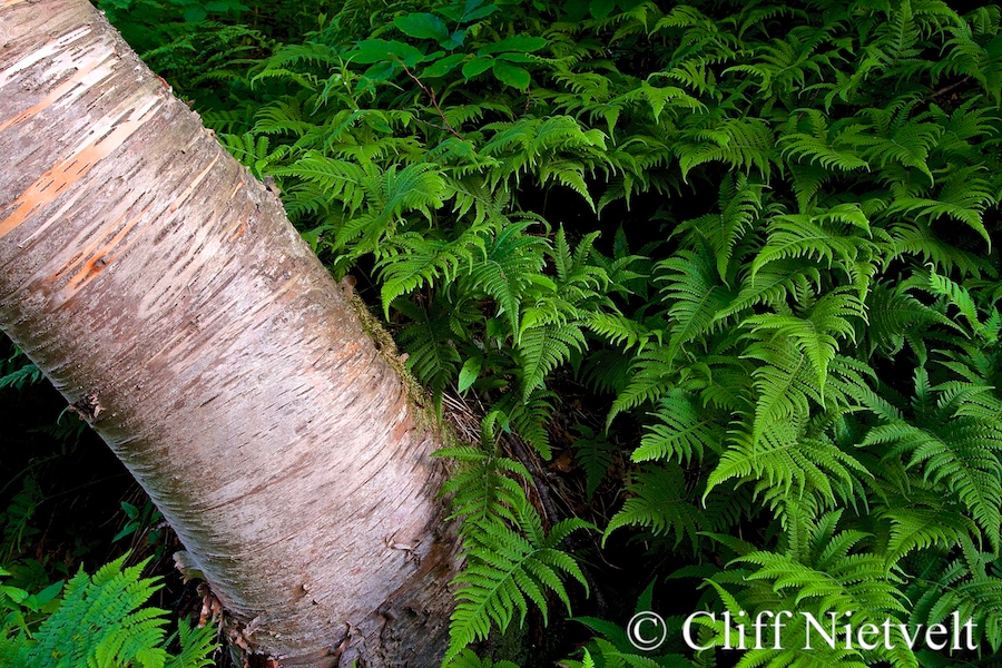 Birch and Ferns, REF: NOSC004