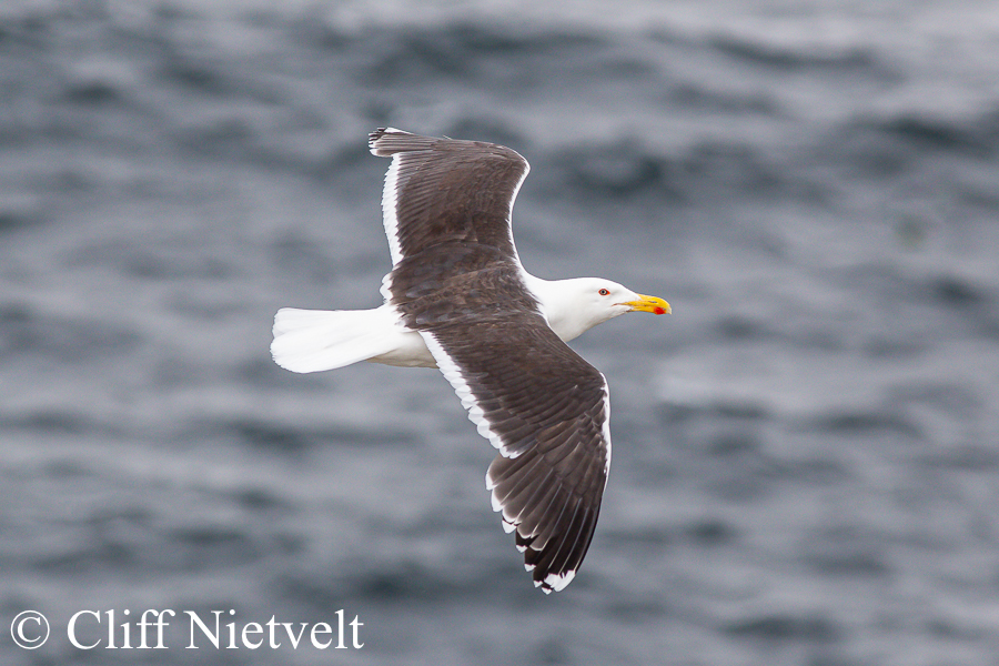 Great Black-Back Gull, REF: NOSC012