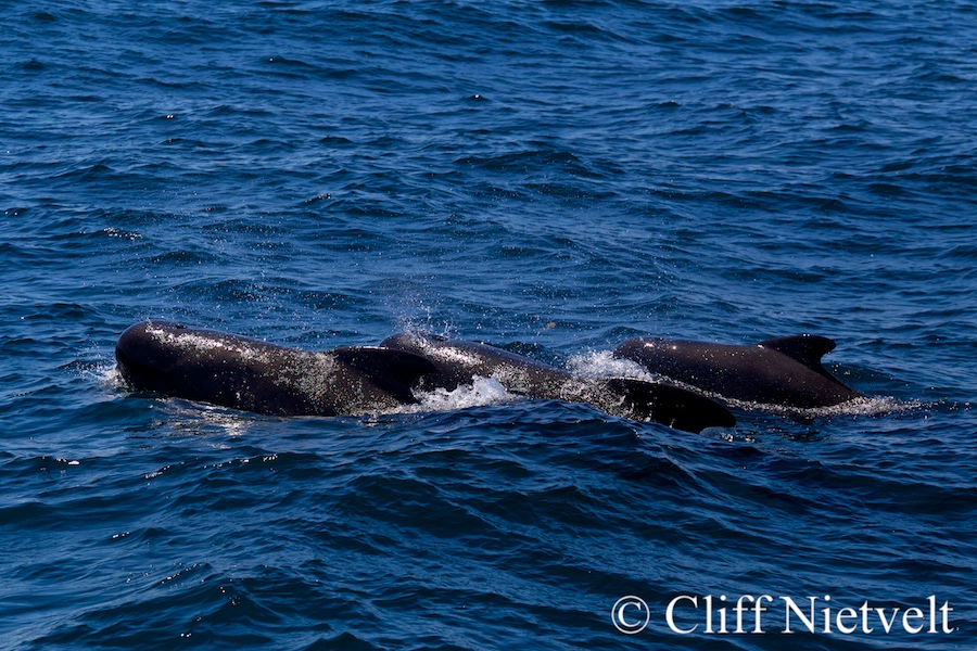 Pilot Whales, REF: NOSC022