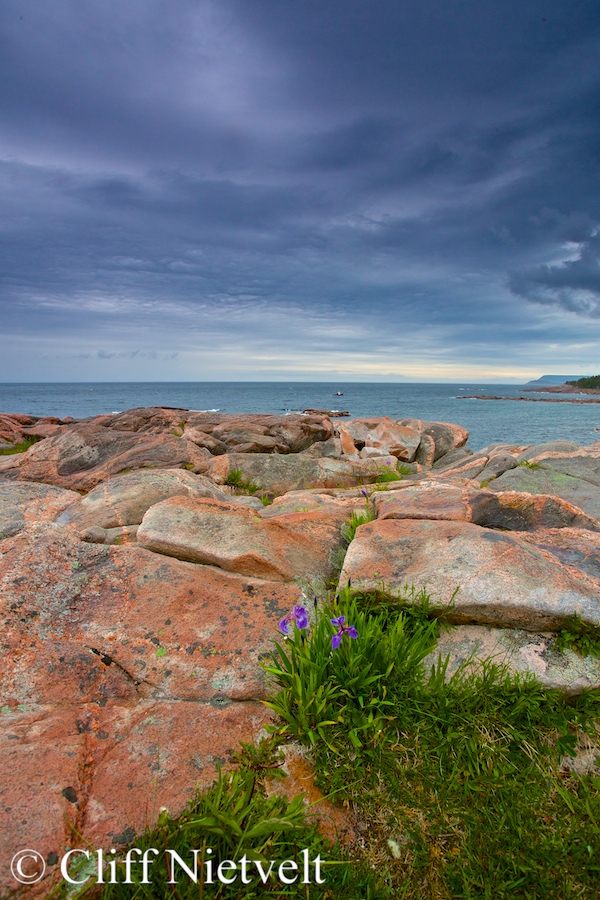 Shoreline and Orchids, REF: NOSC026