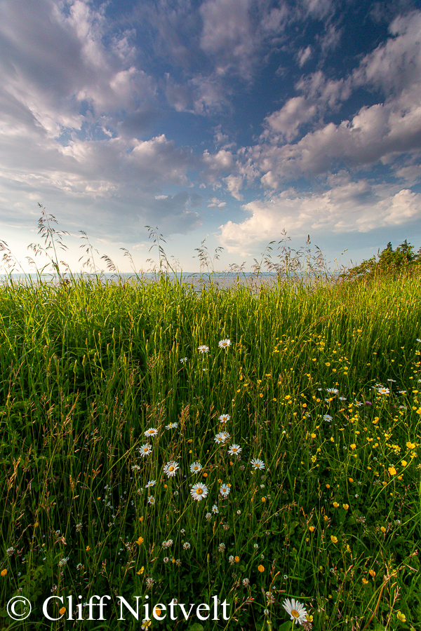 Summer Flowers, REF: NOSC029